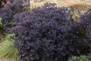 Sedum 'Back in Black' 